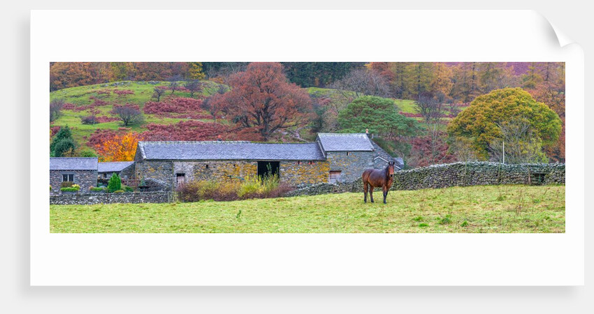 Horse in a field by Assaf Frank